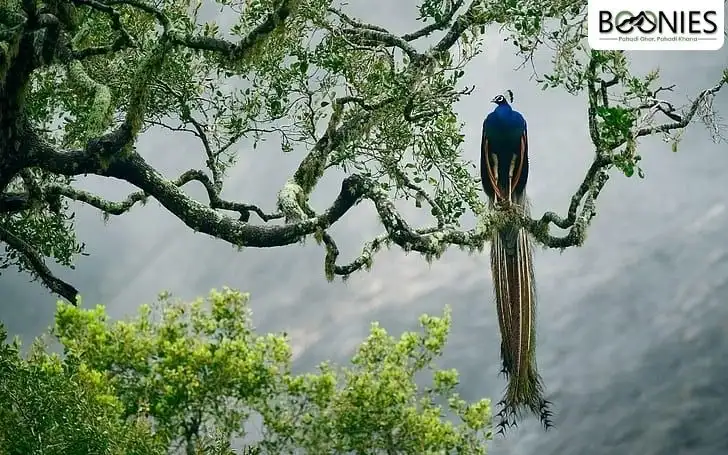Chail Wildlife Sanctuary.